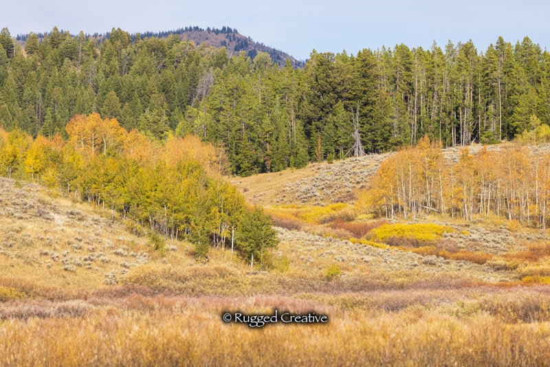 Autumn forest landscape — Rugged Creative